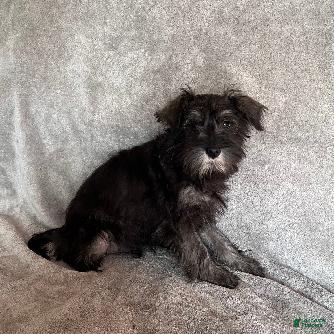 Miniature Schnauzer dogs for sale: Rudolph - Ad 3