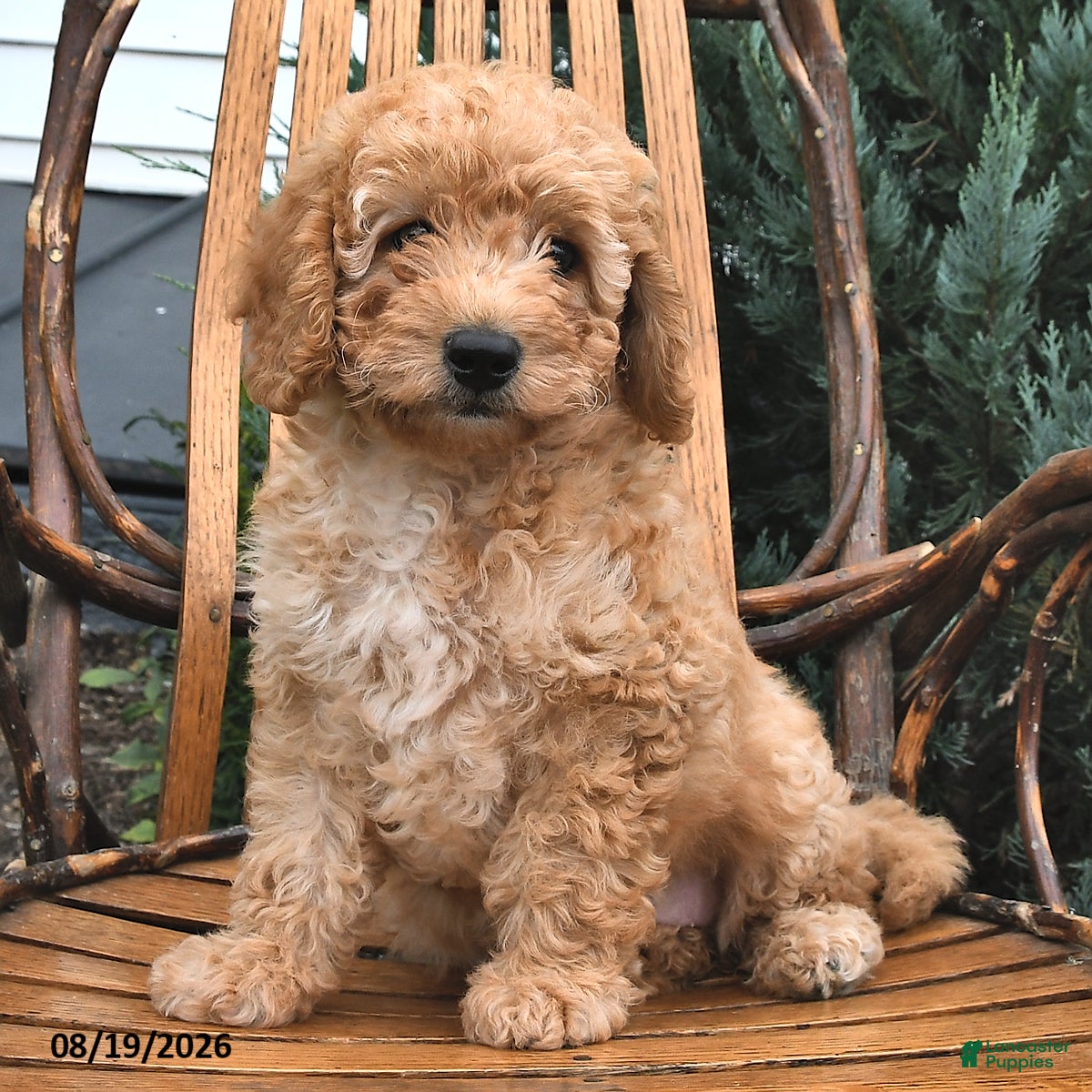 Mini Goldendoodle dogs Geneva - Ad 1