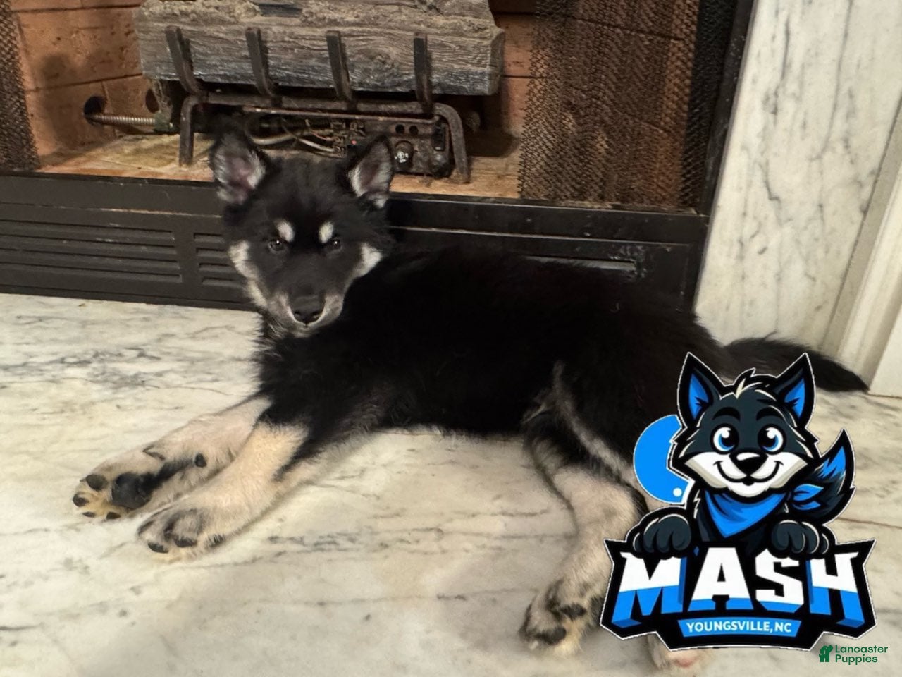 Siberian Husky dogs Siberian Husky Male 1 - Ad 15