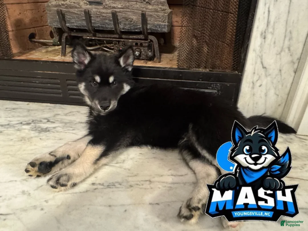 Siberian Husky dogs for sale: Winter - Ad 1