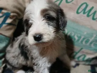 Mixed Breed dogs Rex - Ad 27