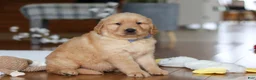 Golden Retriever dogs for sale: Lucas - Ad 5
