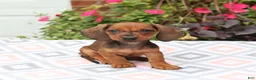 Miniature Dachshund dogs for sale: Digger - Ad 3