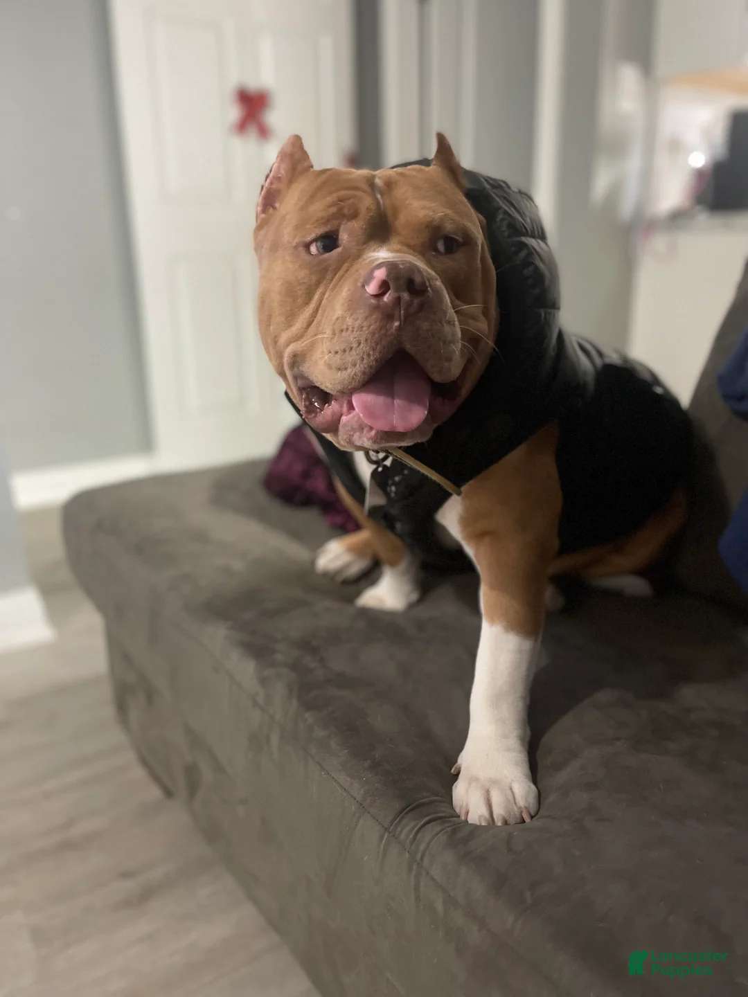 American Bully dogs for sale: American Bully Puppy 1 - Ad 5
