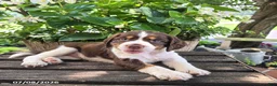 English Springer Spaniel dogs for sale: Ember - Ad 4