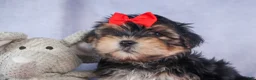 Morkie dogs for sale: Nash - Ad 27