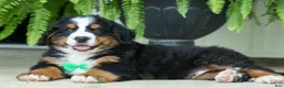 Bernese Mountain Dog dogs for sale: SCOUT - Ad 15