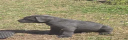 Cane Corso dogs for sale: Cane Corso Puppy 4 - Ad 3