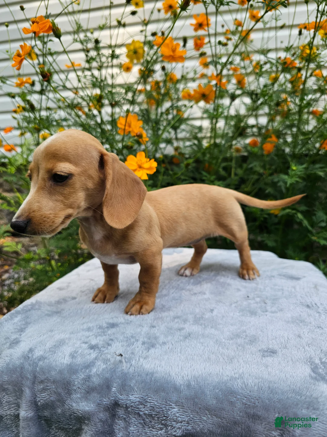 Miniature Dachshund dogs for sale: Roxy - Ad 1
