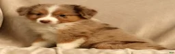 Miniature Australian Shepherd dogs for sale: Remi - Ad 4