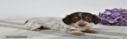 Miniature Dachshund dogs for sale: Brody - Ad 3