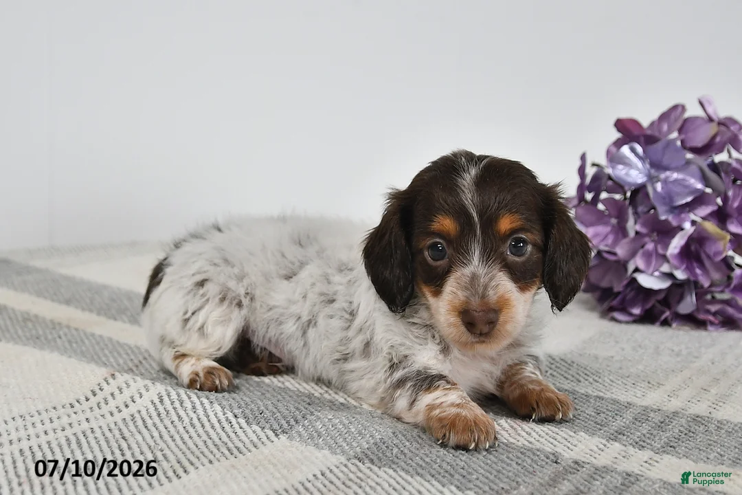 Miniature Dachshund dogs for sale: Brody - Ad 3