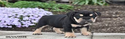 English Bulldog dogs for sale: Dolly - Ad 1
