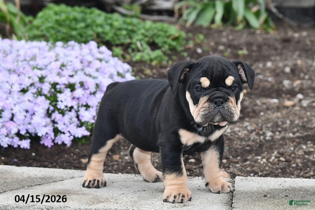 English Bulldog dogs for sale: Dolly - Ad 1
