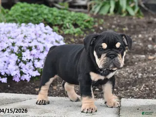 English Bulldog dogs for sale: Dolly - Ad 4