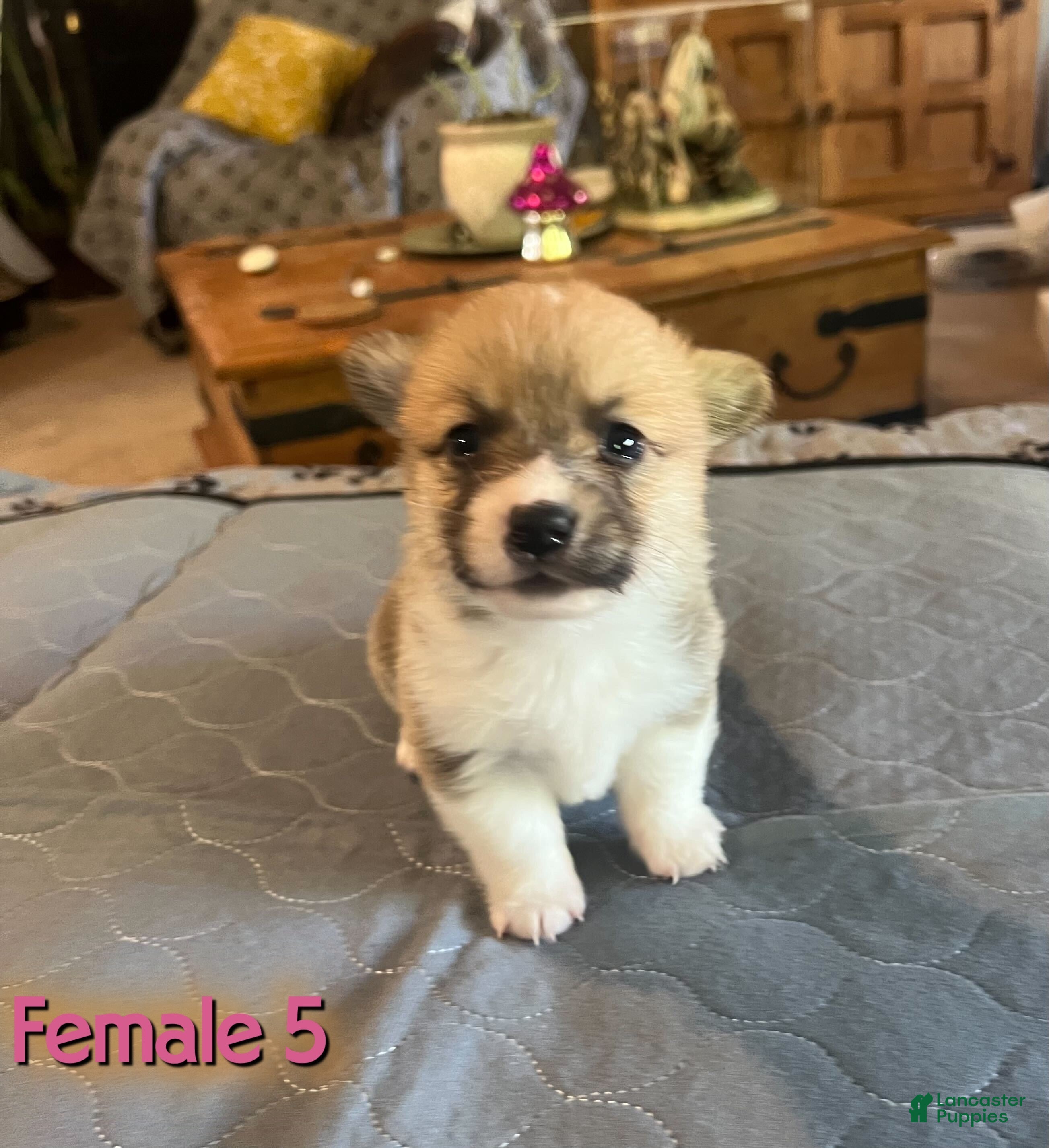 Welsh Corgi Pembroke dogs Welsh Corgi Pembroke Puppy 7 - Ad 1