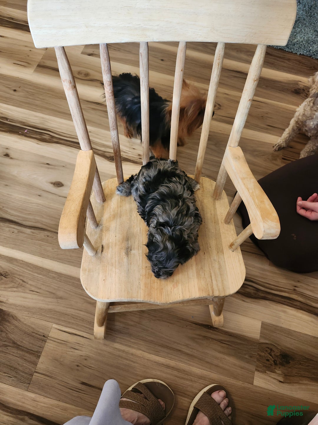 Mini Goldendoodle dogs for sale: Mini Goldendoodle Puppy 3 - Ad 1