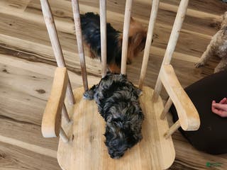 Mini Goldendoodle dogs Mini Goldendoodle Puppy 3 - Ad 30