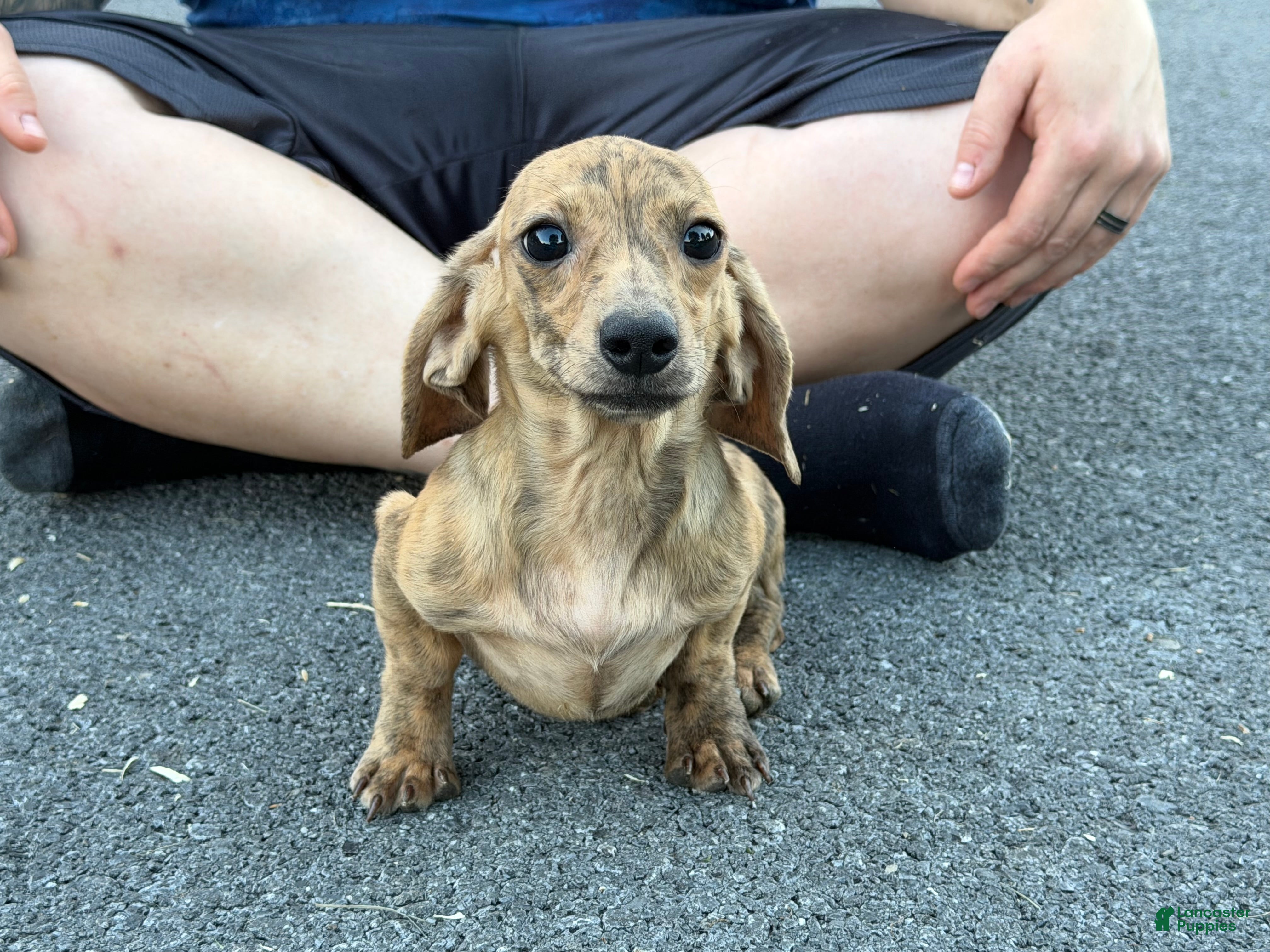 Miniature Dachshund dogs Cream Brindle - Ad 1