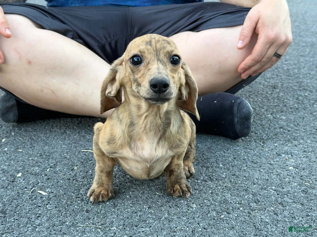 Miniature Dachshund dogs for sale: Cream Brindle - Ad 1