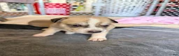 Mixed Breed dogs for sale: Pitsky male - Ad 11