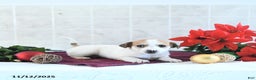 Jack Russell Terrier dogs for sale: Reba - Ad 9