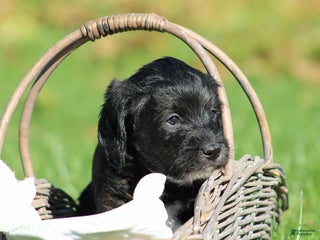 Mixed Breed dogs - Ad 37