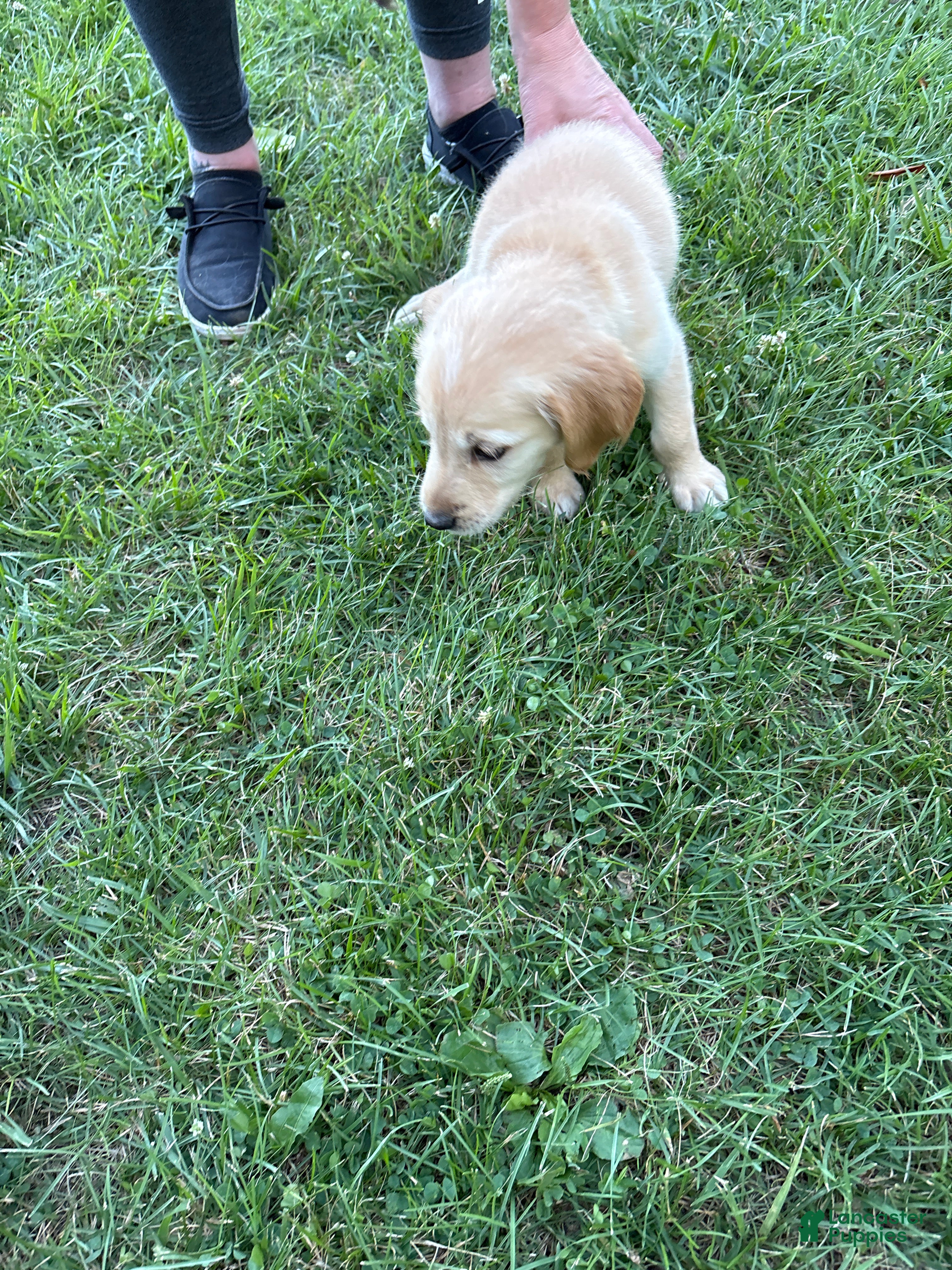 Golden Retriever dogs Yellow - Ad 10