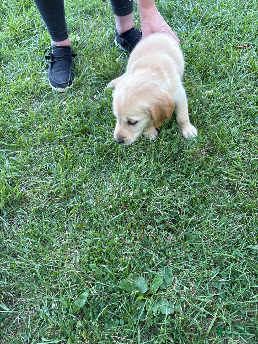 Golden Retriever dogs for sale: Yellow - Ad 1
