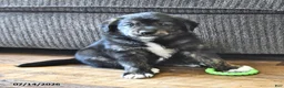 Mixed Breed dogs for sale: Tubby - Ad 3