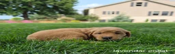 Golden Retriever dogs for sale: Rosie (lavender collar) - Ad 3