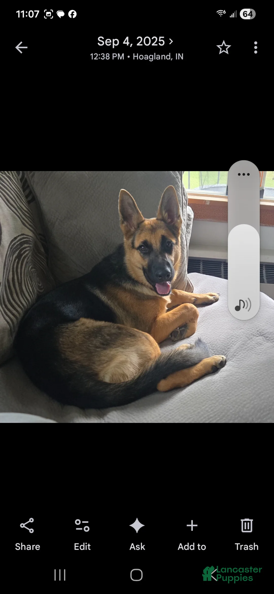 German Shepherd dogs for sale: German Shepherd Puppy 4 - Ad 2