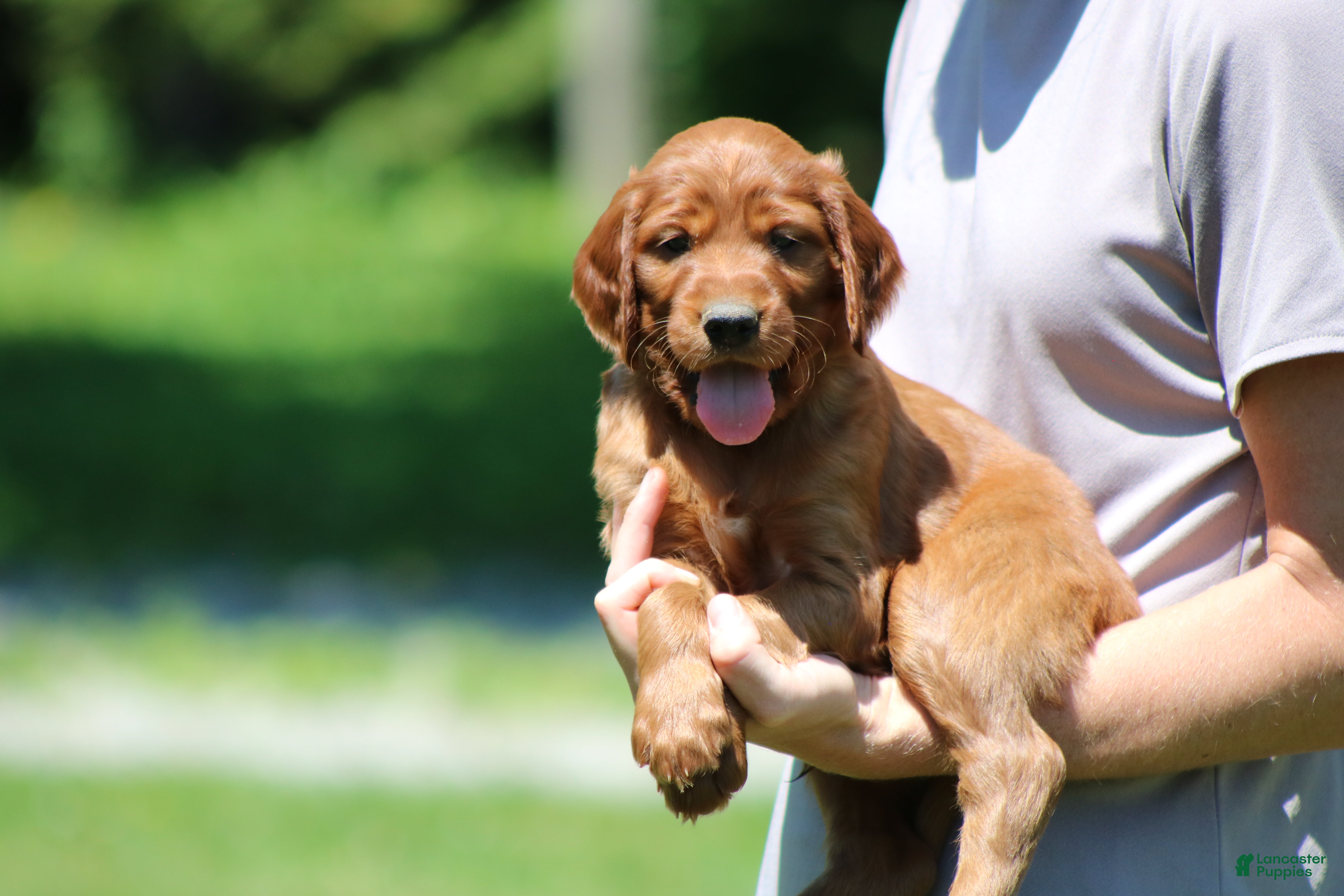 Irish Setter dogs Theo - Ad 1
