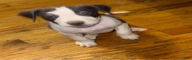 American Pit Bull Terrier 5