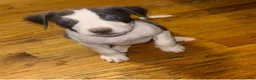 American Pit Bull Terrier dogs for sale: American Pit Bull Terrier 5 - Ad 1