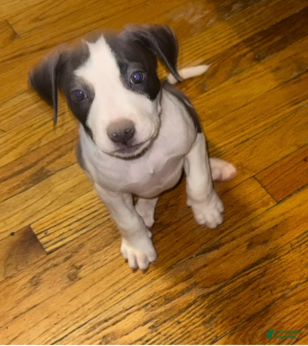 American Pit Bull Terrier dogs for sale: American Pit Bull Terrier 5 - Ad 1
