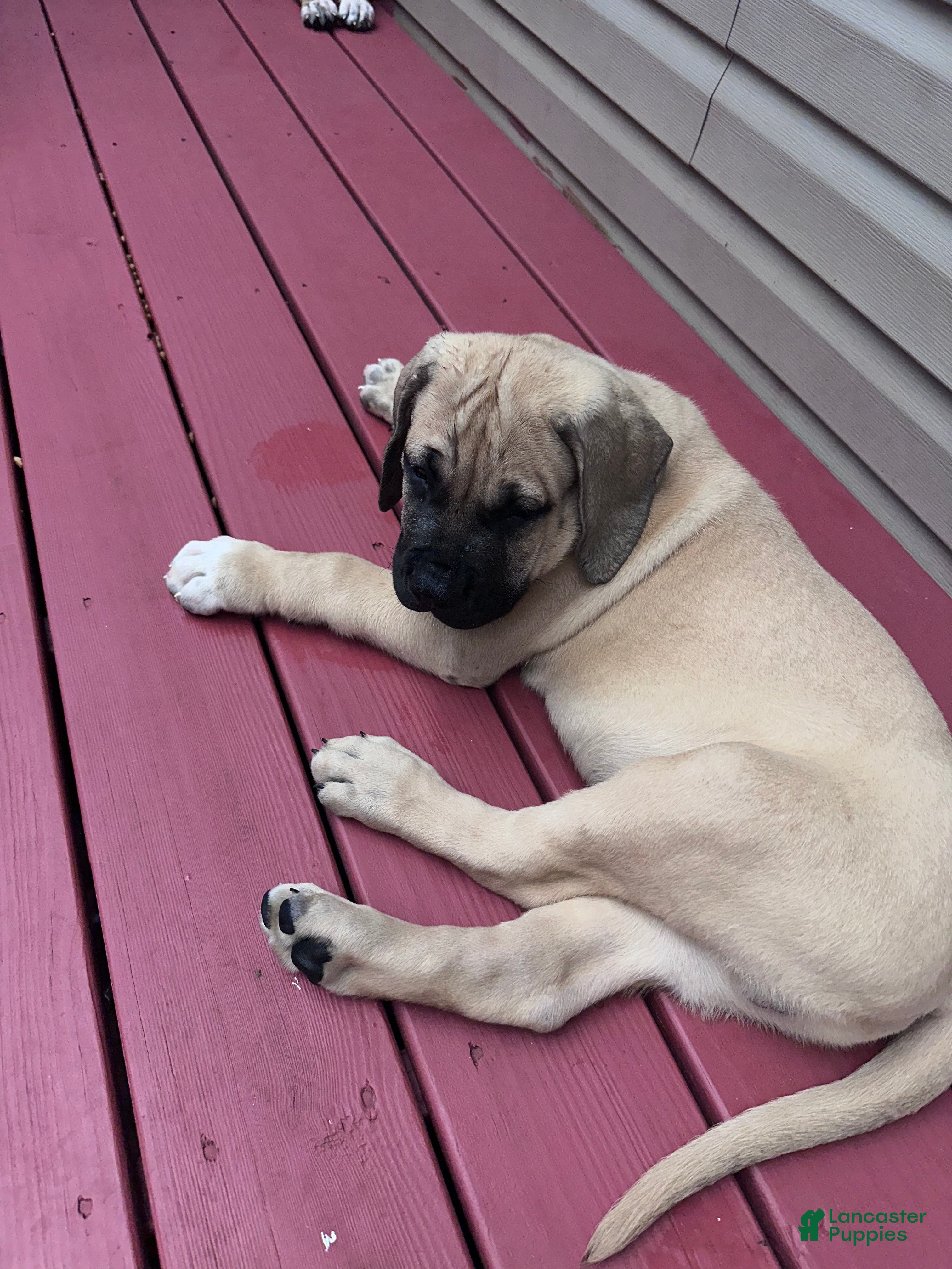 Presa Canario dogs Presa Canario 1 - Ad 9
