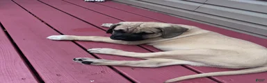 Presa Canario 1