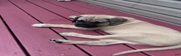 Presa Canario dogs for sale: Presa Canario 1 - Ad 1