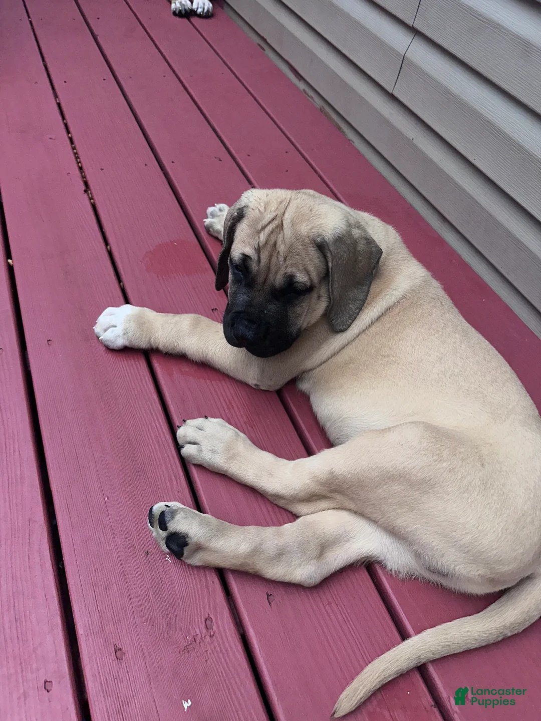 Presa Canario dogs for sale: Presa Canario 1 - Ad 1