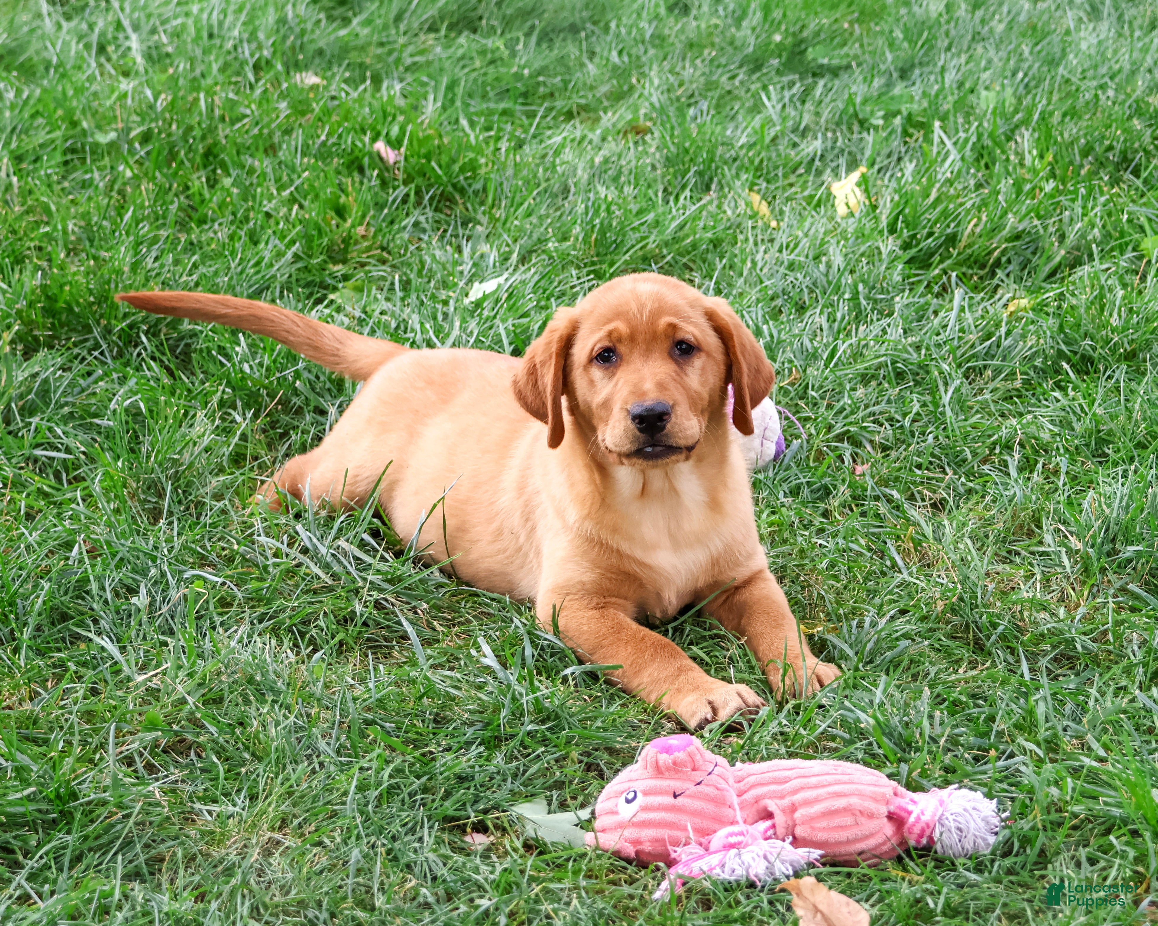 Labrador Retriever dogs Claudia - Ad 2