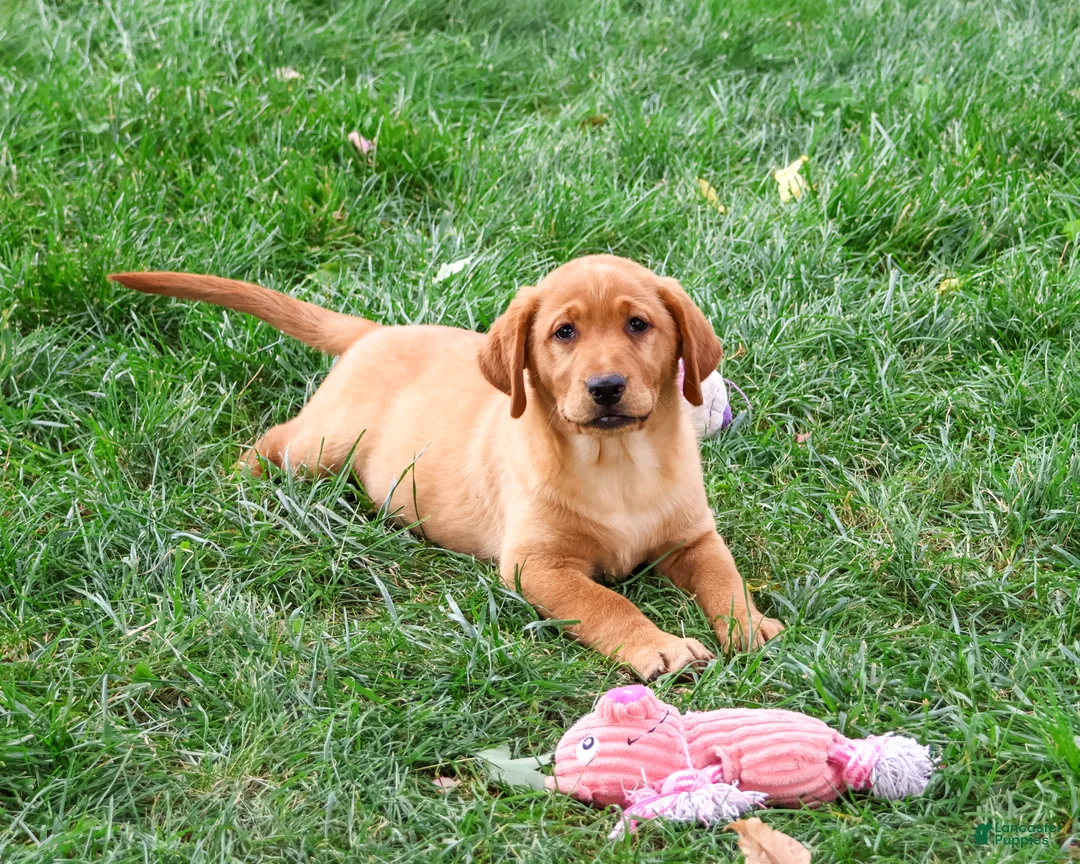 Labrador Retriever dogs for sale: Claudia - Ad 2