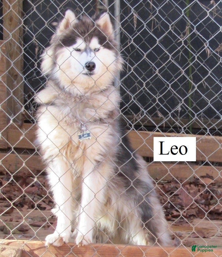Siberian Husky dogs for sale: Wooly Leo - Ad 2
