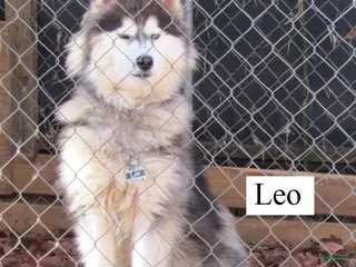 Siberian Husky dogs for sale: Wooly Leo - Ad 2