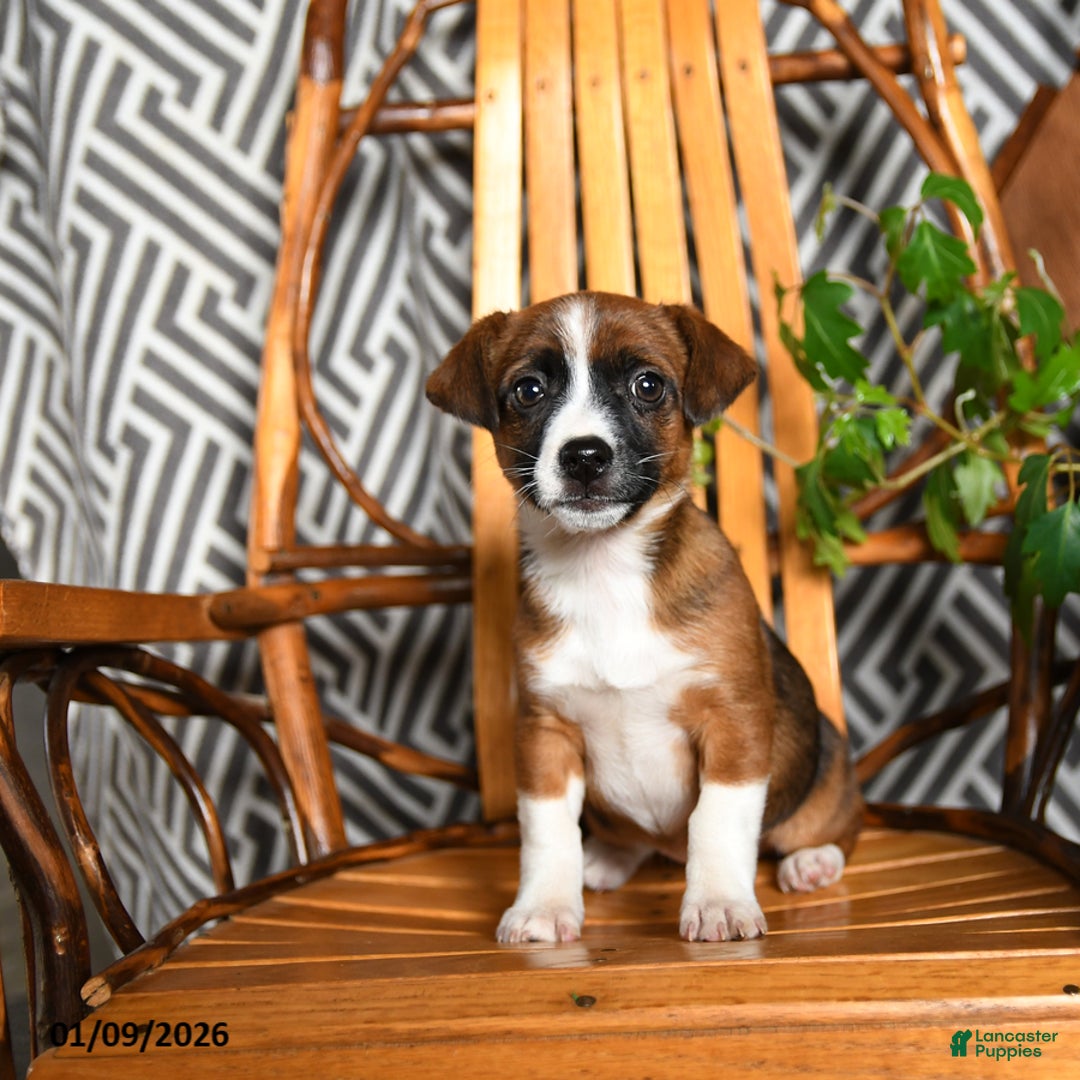 Mixed Breed dogs for sale: Emily - Ad 2