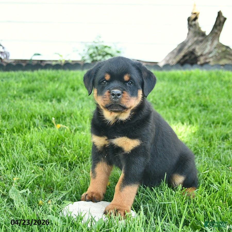 Rottweiler dogs Boston - Ad 1