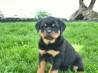 Rottweiler dogs for sale: Boston - Ad 4