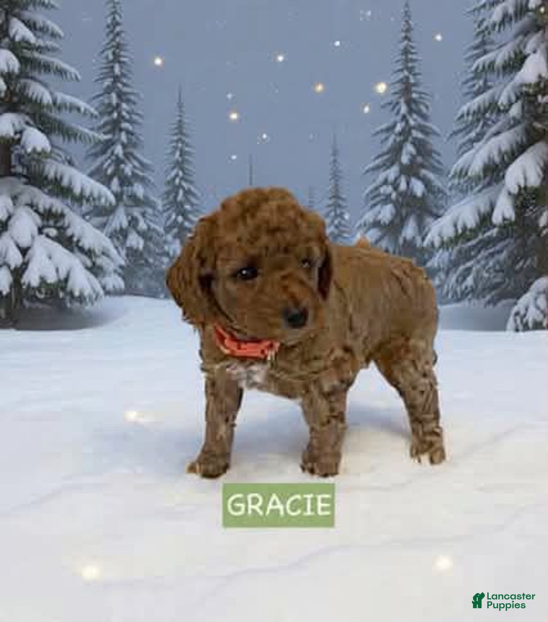 Miniature Labradoodle dogs for sale: Miniature Labradoodle Puppy 2 - Ad 2