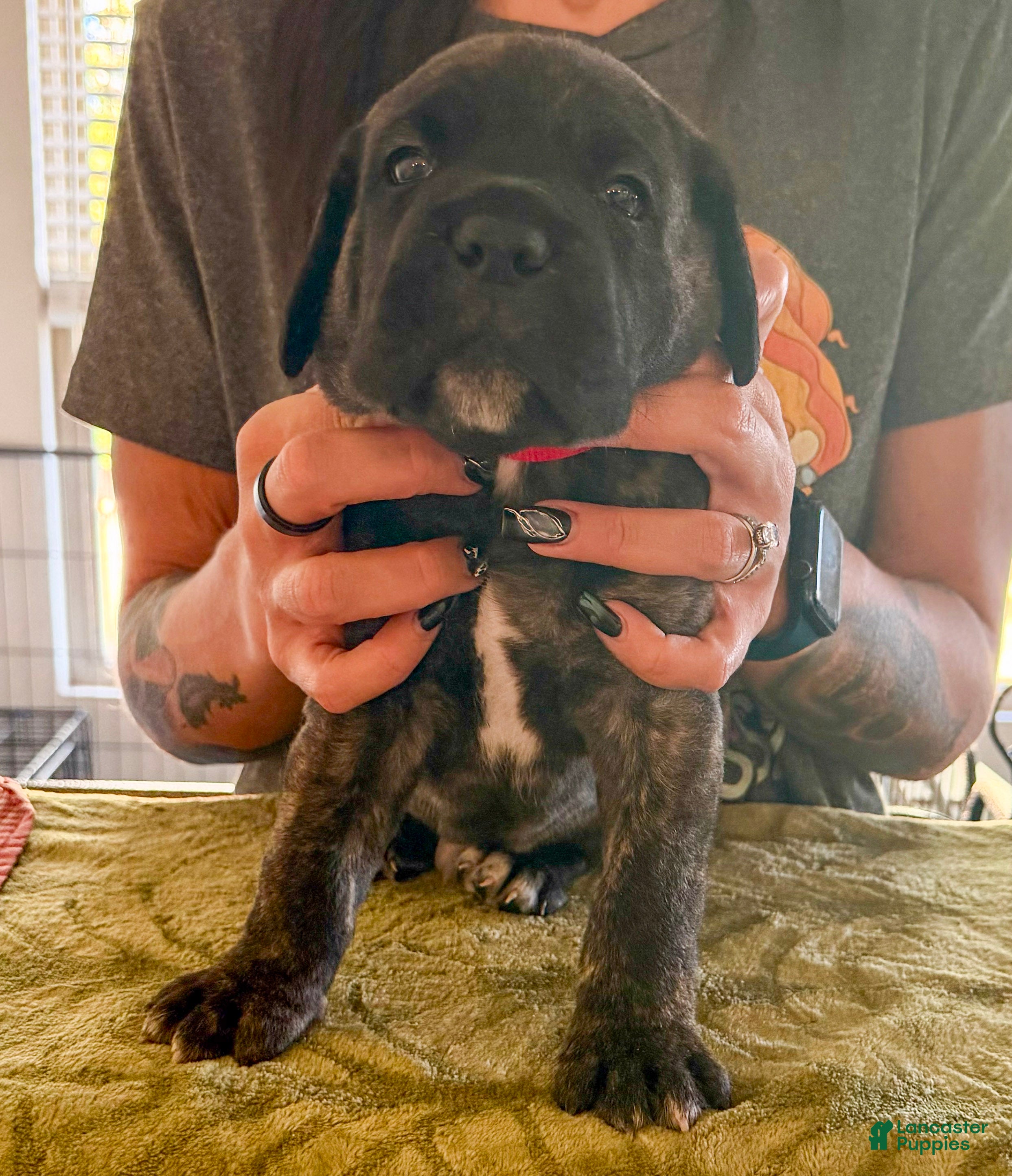 Cane Corso dogs Paddington  - Ad 6