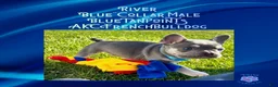 French Bulldog dogs for sale: River “Blue”Collar,Male - Ad 4